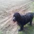 HERMES, Cocker Spaniel puro