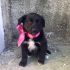 ADOTTATI: CUCCIOLI 