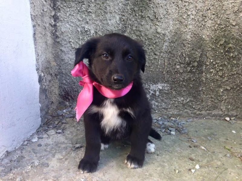 ADOTTATI: CUCCIOLI