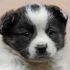 ADOTTATO: MARLEY  