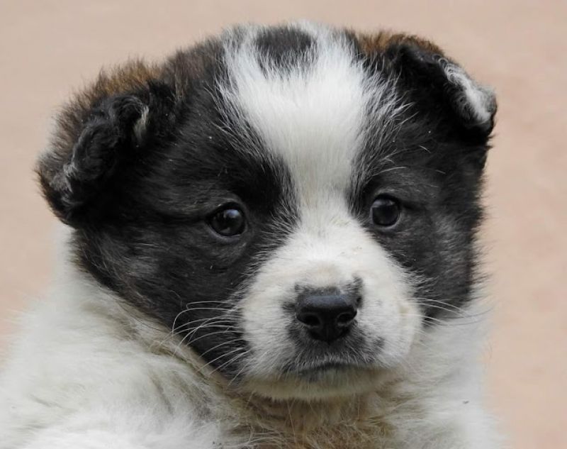ADOTTATO: MARLEY  