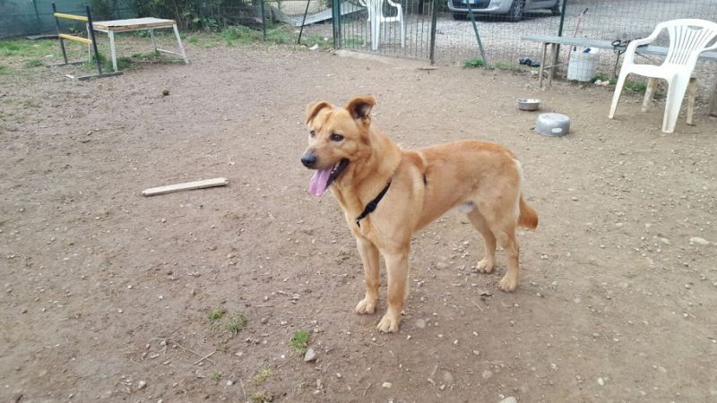 POLDO mix Labrador