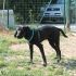 ADOTTATO: BUDDY  