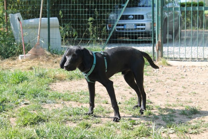 ADOTTATO: BUDDY