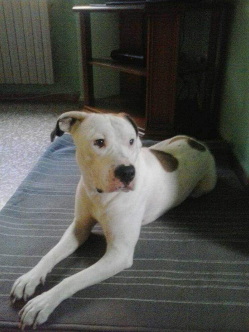 FREDDI American Staffordshire Terrier puro