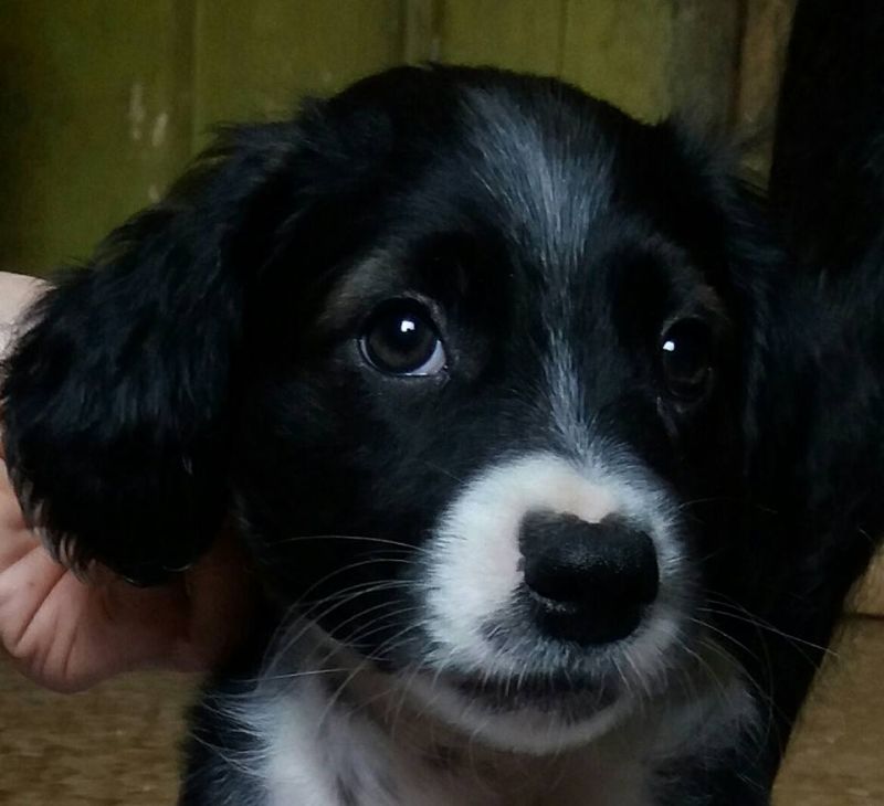 ADOTTATI: CUCCIOLI futura taglia medio piccola