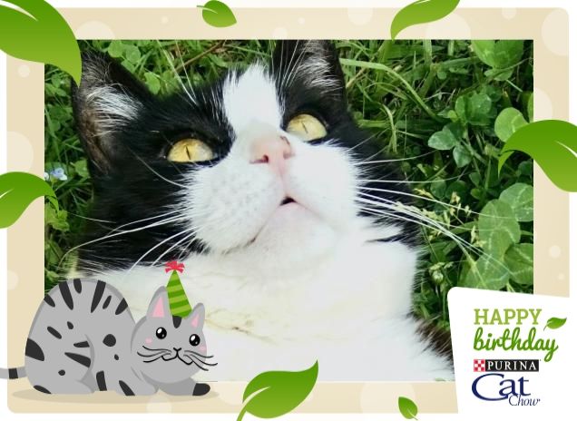 I mieow migliori auguri!