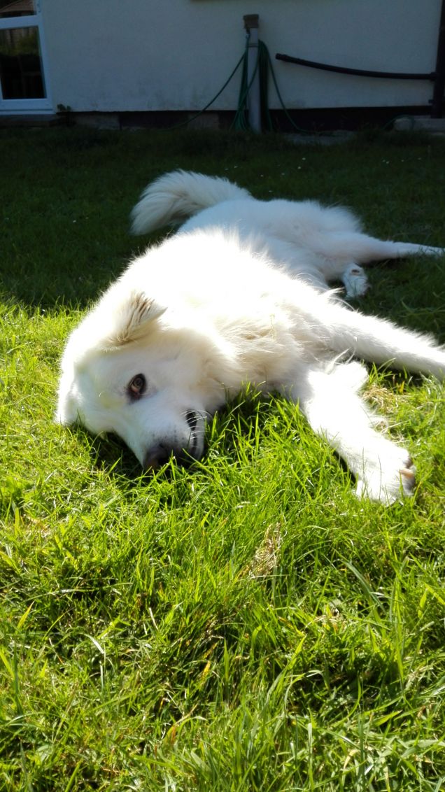 Il mio amore peloso.