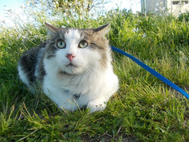 Mowgli a spasso con il guinzaglio