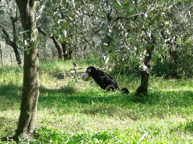 La palla  e la pipì