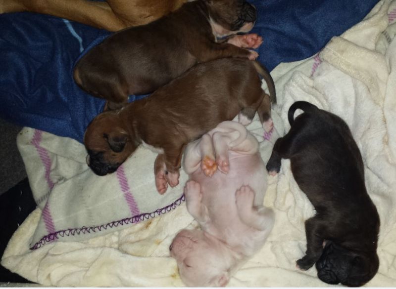 CUCCIOLI DI BOXER IN VENDITA