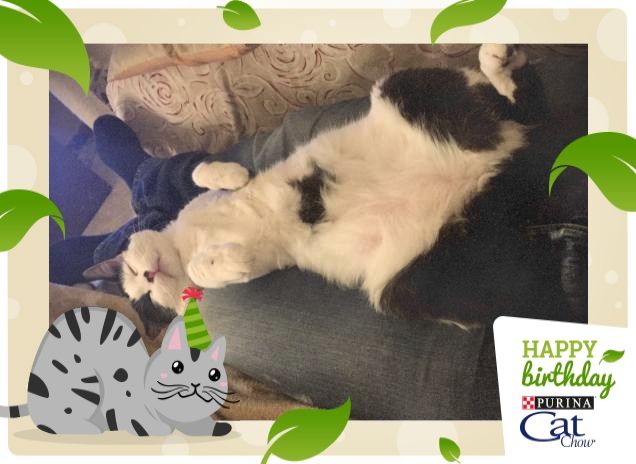 Voglio una vita da gatto 