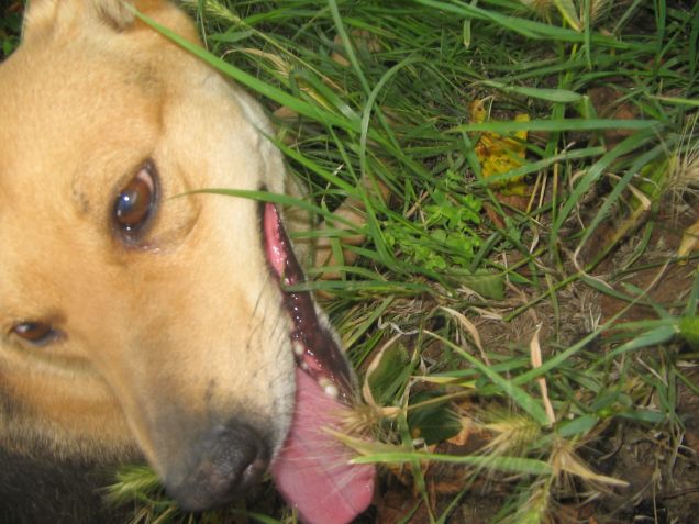 Zeus il deo dell'Olimpo