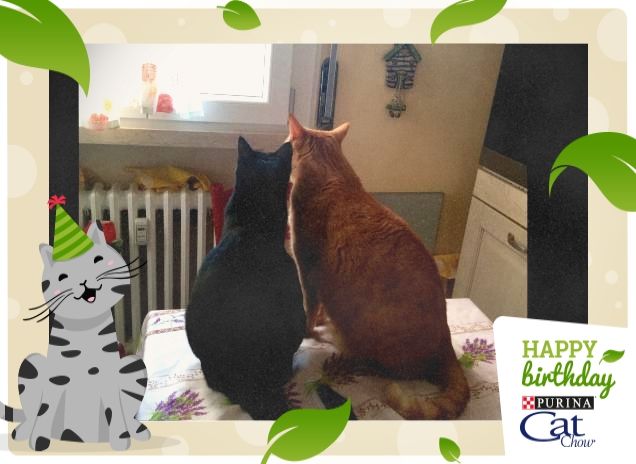 Due cuori e una tavola