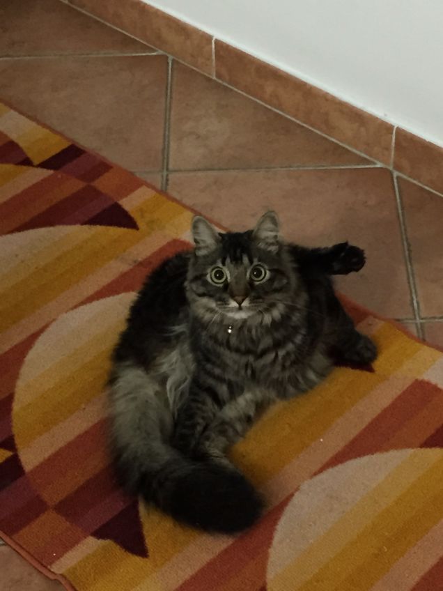 Whisky versione Heather Parisi