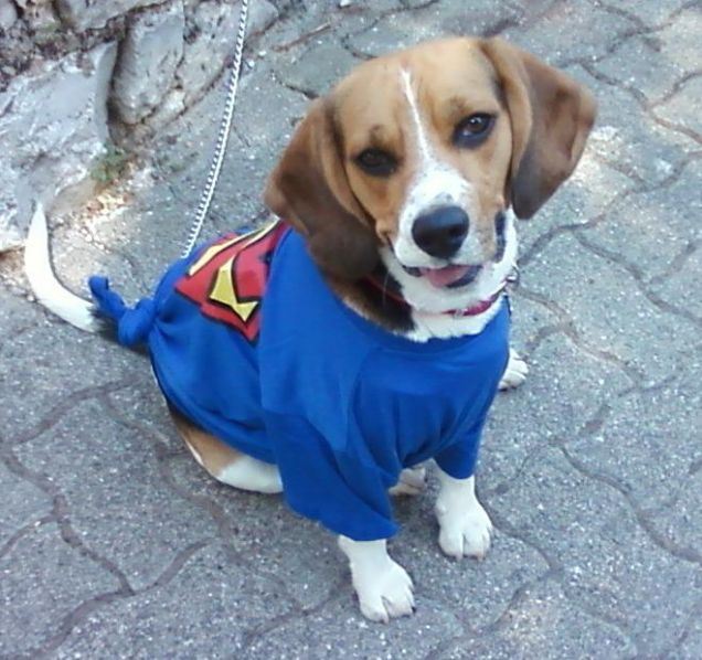 Toto'-SUPERMAN!!