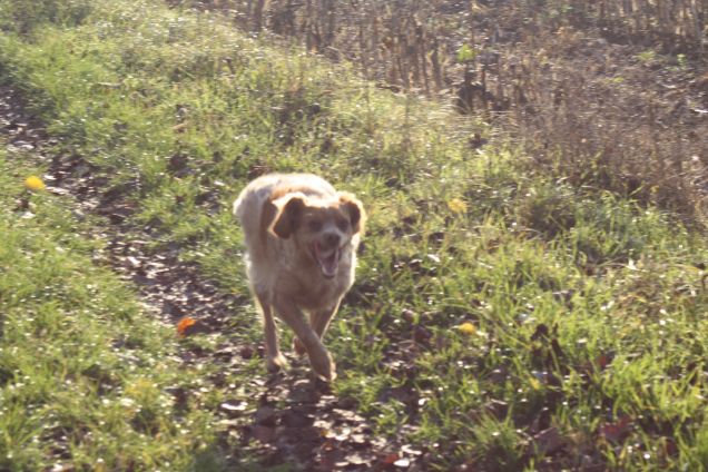 Lola finalmente libera dal canile ...corri piccola corri....