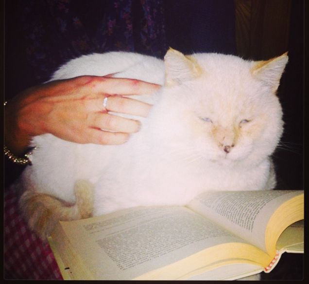 Un gatto e un libro