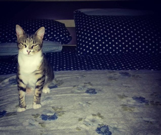 Zeus