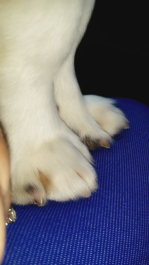 Le tue zampette. .l'amore