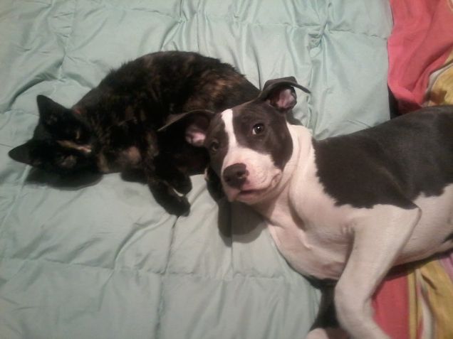 Baby MYstica e baby Micia