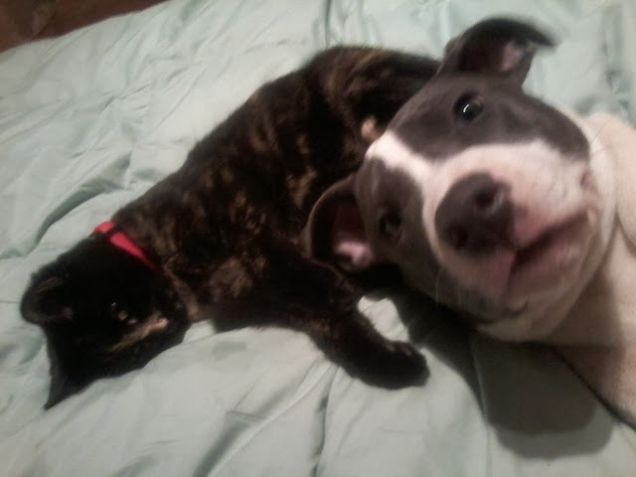 Baby Micia e baby Mystica 