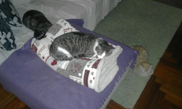 Ciscolino il dormiglione 