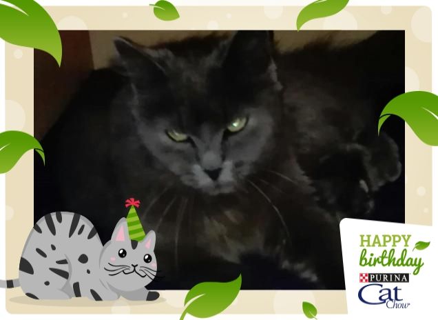 Minny sulla copertina