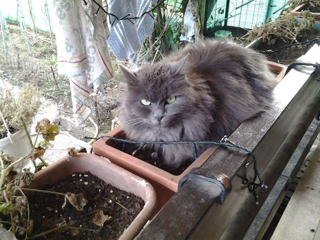 Minny che sta dentro un vaso in terrazza