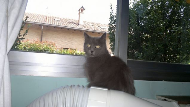 Minny che guarda la finestra