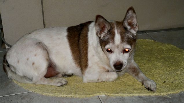 Shony che rposa sul tappeto giallo