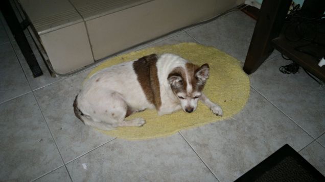 Shony il dormiglione