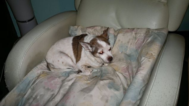 Shony che riposa sopra alla poltrona massaggiante e sopra al materasso