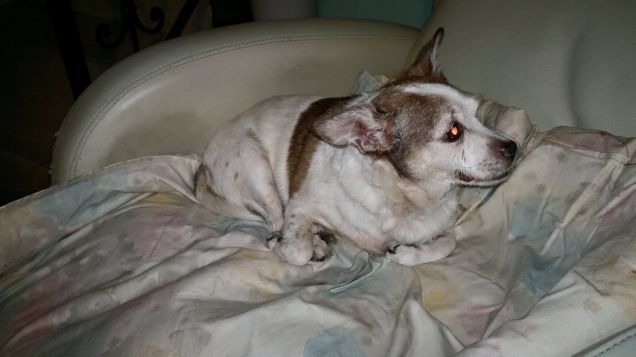 Shony che riposa e guarda mio padre