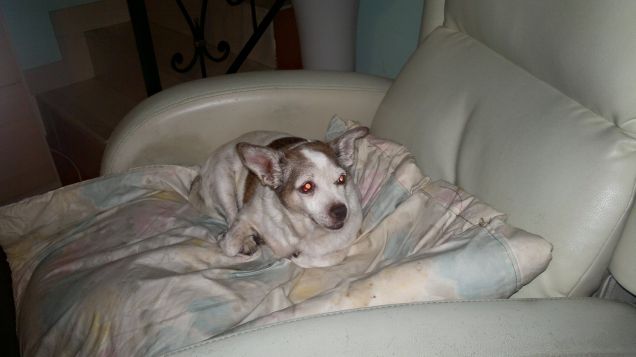 Shony tranquillo sulla poltrona