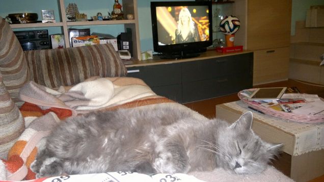 Minny che dorme sul divano durante il gf14