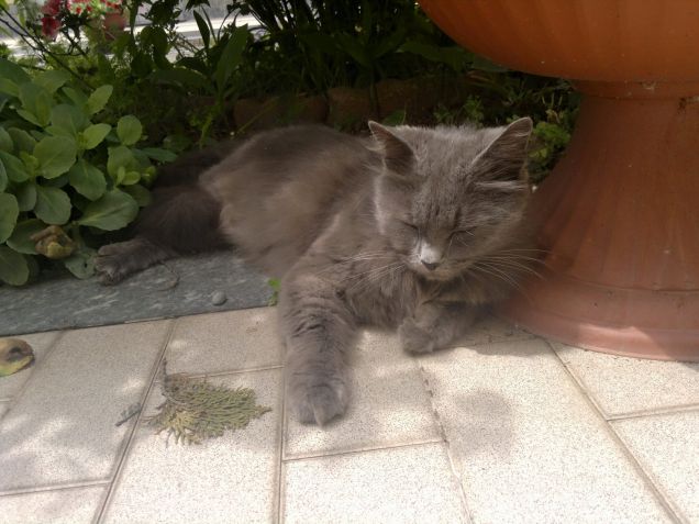 Minny in riposo al fresco