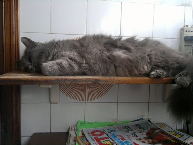 Minny in relax sullo scaffale della cucina