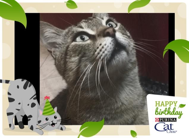 Guardando una fetta di salame