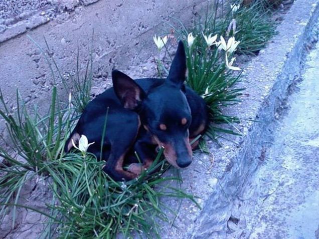 Il bell'addormentato Fra i Fiori