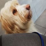 Milo