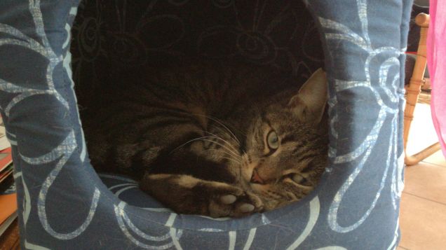 Bri, la tigre della Conca