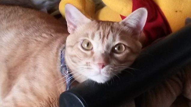 Il riposo del guerriero