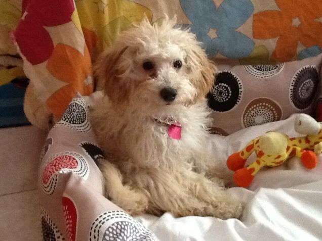 Stella con la sua giraffa 