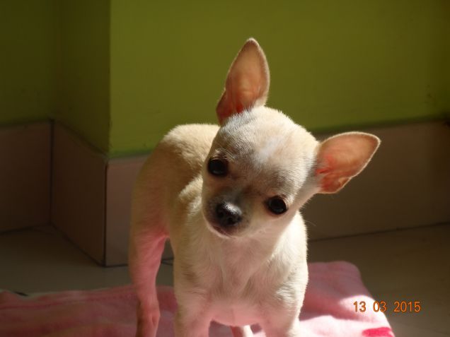 Semplicemente Olivia