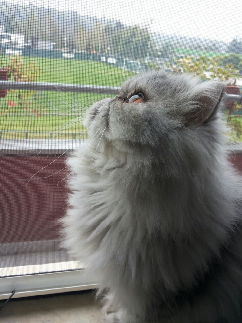 maschio persiano disponibile per accoppiamento