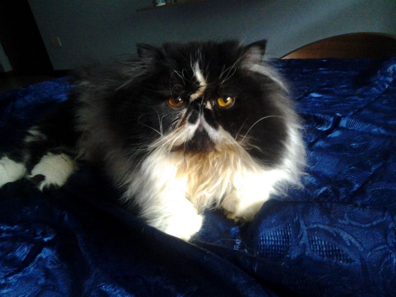 persiano maschio per monta