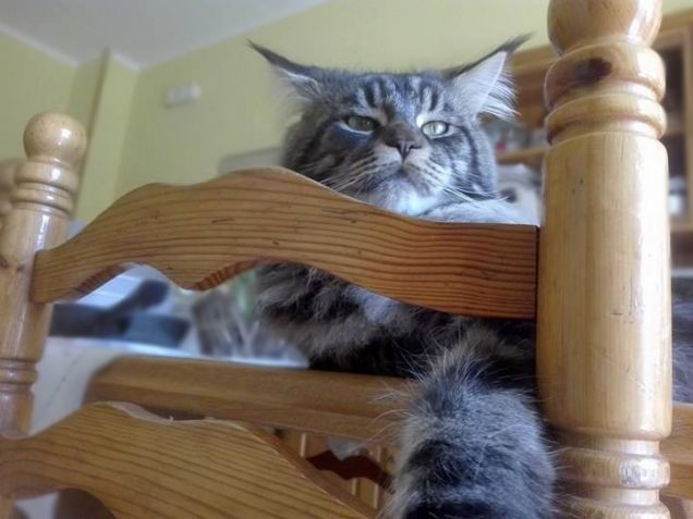 Maine coon addormentato