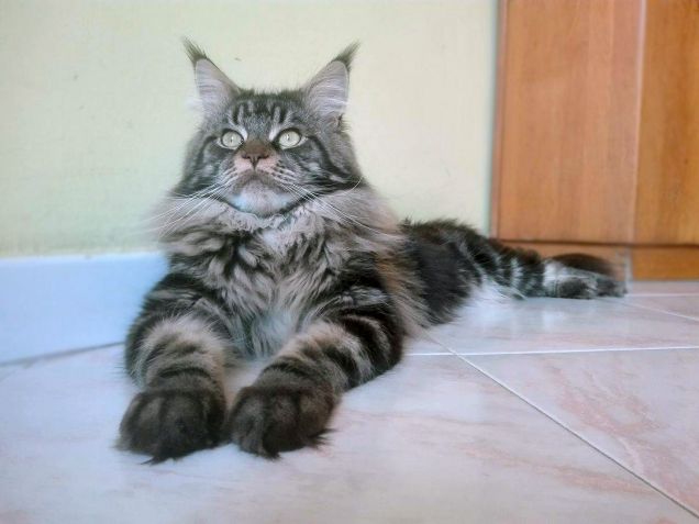 Maine coon maschio brown tabby