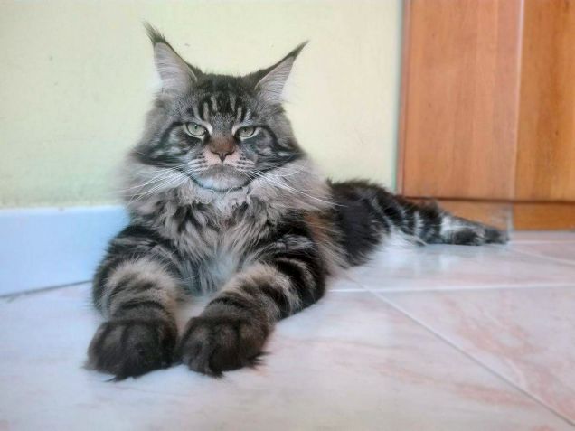 Gatto Maine coon in posa